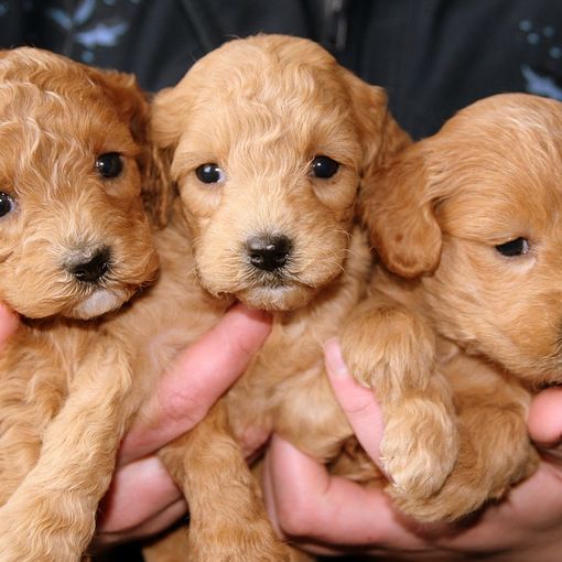 Fino a oggi, domenica 16 dicembre, anche Asti partecipa al banco farmaceutico per gli animali
