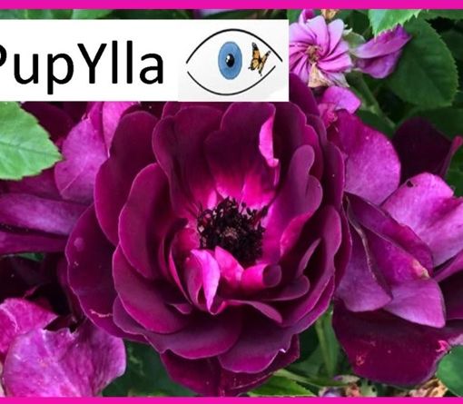 L'APRI di Asti lancia l'iniziativa &quot;Pupylla- Adotta una rosa&quot;