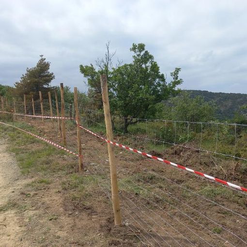 Peste suina: iniziata nell'Alessandrino la posa della rete di contenimento dei cinghiali