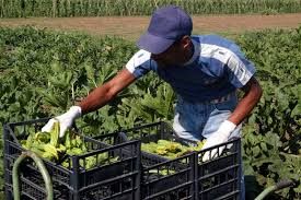 Uno stagionale agricolo