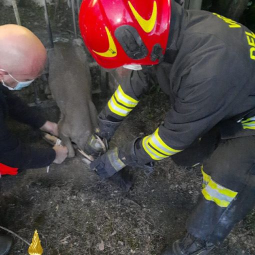 Capriolo intrappolato in un cancello. A Valfenera intervengono i vigili del fuoco