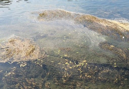 Siccità: necessario gestire razionalmente le risorse idriche