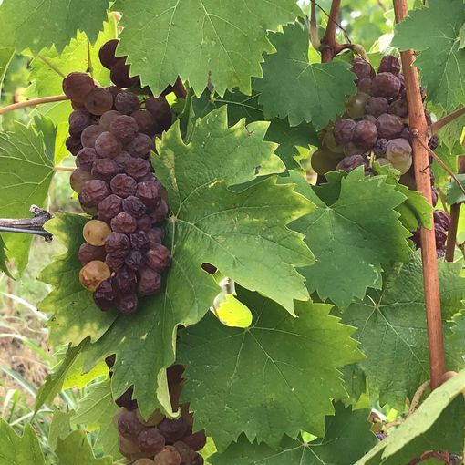 Grappoli di moscato danneggiati a Nizza