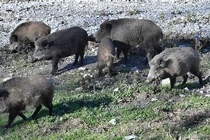 Peste suina africana, Confagricoltura chiede  un consiglio regionale aperto