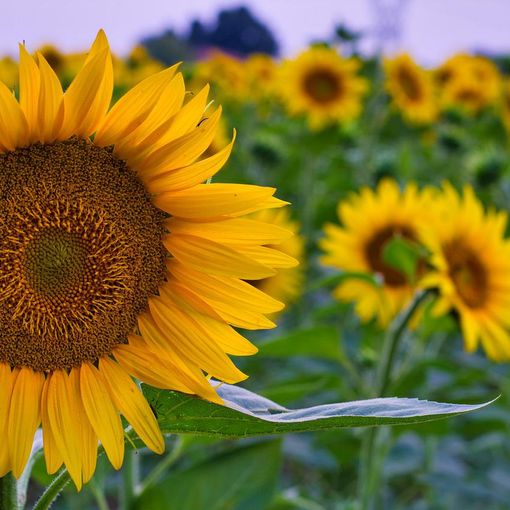 Weekend di Ferragosto: cosa fare in questi tre giorni tra Asti e dintorni?
