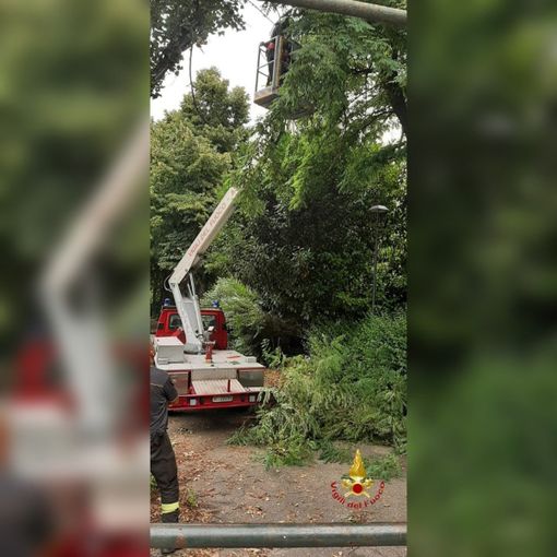 Albero e rami pericolanti nel parco Rainero ad Asti, intervento dei vigili del fuoco