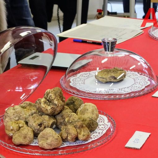 Fino a sera Asti profuma di tartufo con la Fiera Nazionale. I palazzi storici hanno aperto le porte al gusto [FOTOGALLERY]