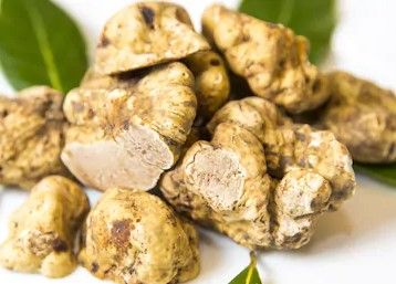 Il tartufo è materia di studio. Il prezioso fungo entra negli istituti alberghieri