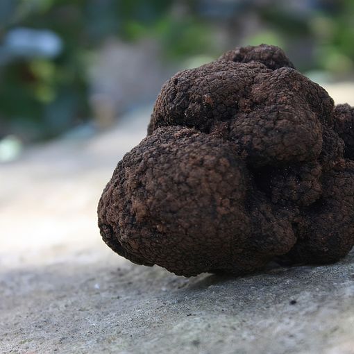 Tartufo nero: la politica &quot;all'attacco&quot;. Quaglia e Motta: &quot;La Giunta astigiana chiarisca l'interesse di Asti&quot;