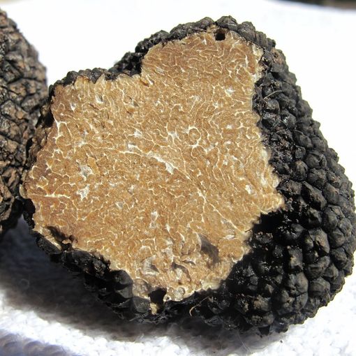 Tartufi, una ricerca senza fine