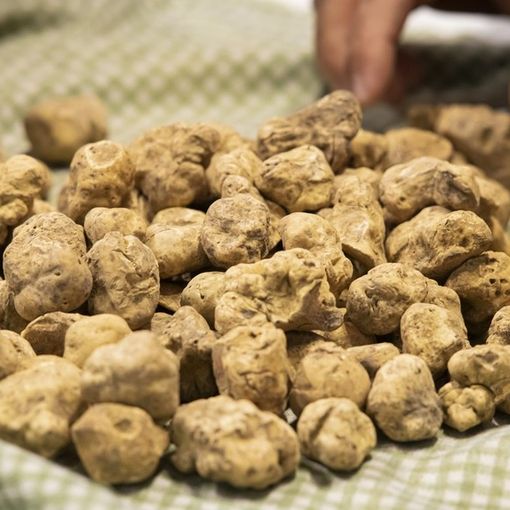 Domenica la Fiera Nazionale del tartufo bianco di Montechiaro. Il programma completo