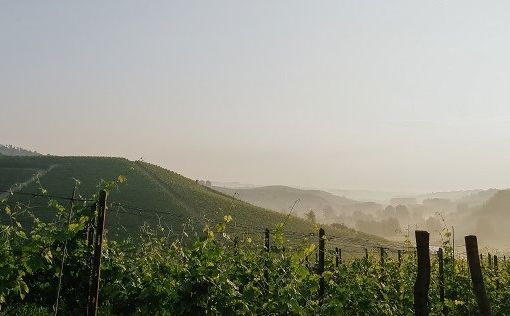 Al termine di un lungo percorso, anche il Terre Alfieri ‘conquista’ la denominazione Docg