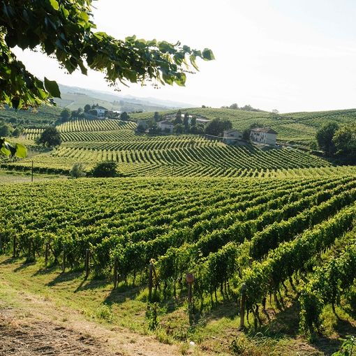 Vigna di Terre Alfieri