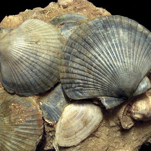 Oggi, domenica, torna &quot;Tracce vicine di mari lontani&quot;, ultimo appuntamento dell'anno dell'Ente Parchi di Asti