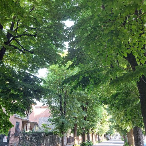 Verde pubblico: Asti corre ai ripari dopo la cacciata della ditta romana che lo gestiva