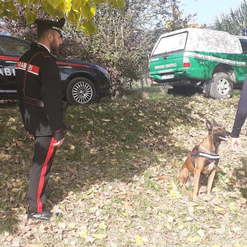 Bocconi di esche avvelenate destinate ai cani da tartufo a San Marzano Oliveto