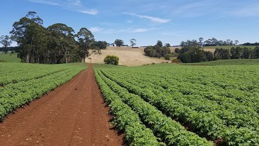 Agricoltura: la Regione lancia la campagna social in difesa dei prodotti agroalimentari locali