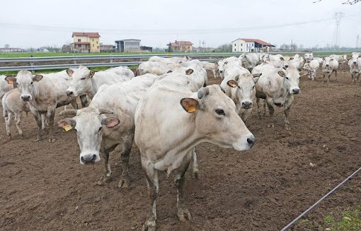 L’emergenza Coronavirus sfata la “leggenda” che gli allevamenti inquinano
