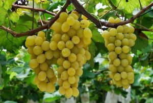 &quot;Il Moscato d'Asti va tutelato&quot;. A chiederlo è Coldiretti Piemonte