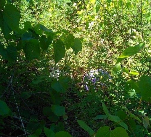 Favorire recupero aree abbandonate. La Giunta abbassa importo base per eliminazione vegetazione
