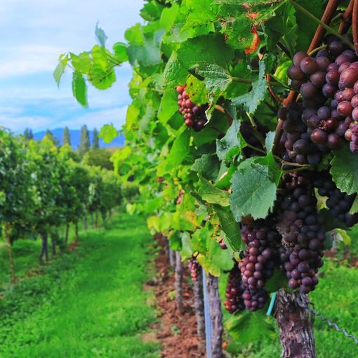 Vendemmia, la soddisfazione di Coldiretti: &quot;Garantita la qualità nonostante il clima pazzo&quot;