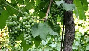 Covid -19, tutela comparto vino: l'assessore Protopapa alla commissione Politiche Agricole:&quot;Non possiamo accettare interventi solo di immagine&quot;