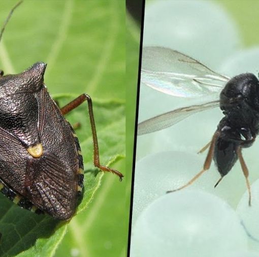 Cimice asiatica e vespa samurai, un pericolo per le colture piemontesi