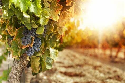Trenta aziende astigiane e alessandrine incontrano buyers europei del settore vino