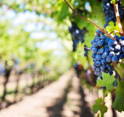 Rivoluzione al comando della storica cantina Vietti