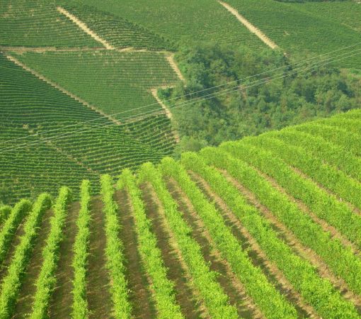 OCM vino: bando da 5,8 mln per la ristrutturazione e riconversione di vigneti per la campagna 2021/2022. Dotazione di 5.8 milioni