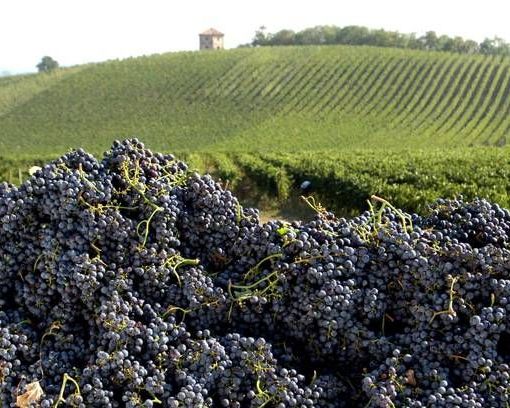 Vino, la soddisfazione di Coldiretti Piemonte: &quot;Aumenta l'export ed è boom per l'enoturismo&quot;
