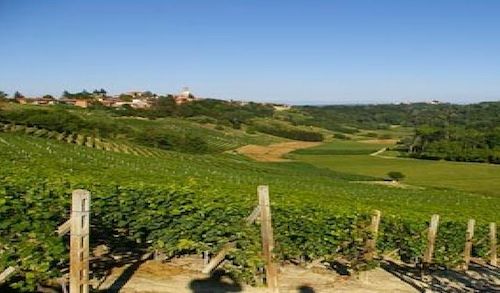 A Vinchio si celebrano l'Asparago saraceno e le Vigne Vecchie con riflessioni e sapori