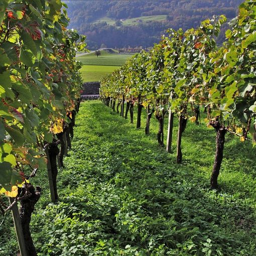 Festa delle vendemmia del Moscato d'Asti. A Santo Stefano Belbo la tradizionale celebrazione agricola con assaggi e un convegno