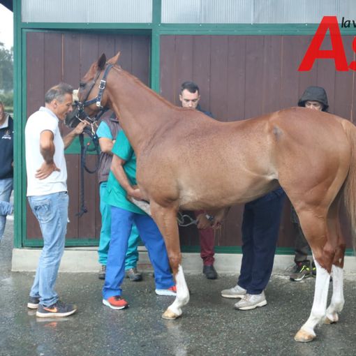 Palio di Asti: da domani al via le visite veterinarie