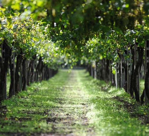 Il Piemonte del vino, unito contro l'emergenza Covid-19