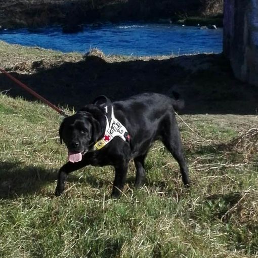 Addio a York, il cane guida più conosciuto di Asti
