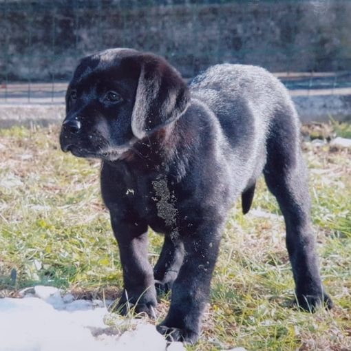 Il piccolo York qualche anno fa