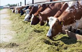 Accordo in Conferenza Stato Regioni per un sostegno economico alle filiere zootecniche