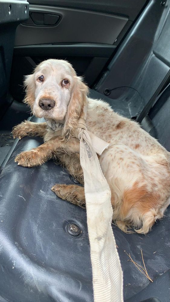 Cagnolina impaurita salvata da una pattuglia della Squadra Volante della Questura