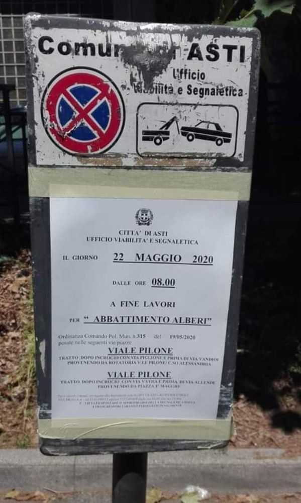 Platani di viale Pilone, domani saranno abbattute 4 piante. &quot;Sono malate è necessario&quot;, spiegano Morra e Berzano
