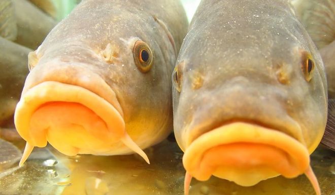 Tinche Gobbe Dorate in Sagra a Valfenera