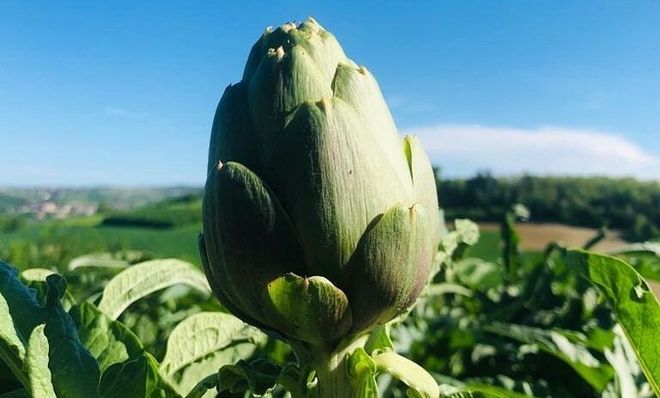 Viviamo in un posto bellissimo che festeggia il suo carciofo