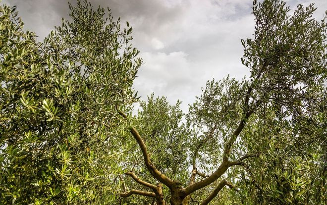 Una delle immagini del contest Giro d'Olio