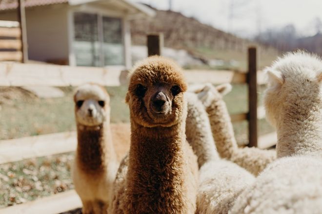 Alcuni dei dolci animali di Alpaca Terra Madre in Località Viatosto, Asti