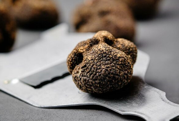 Tartufo nero dell'Astigiano, presto in fiera