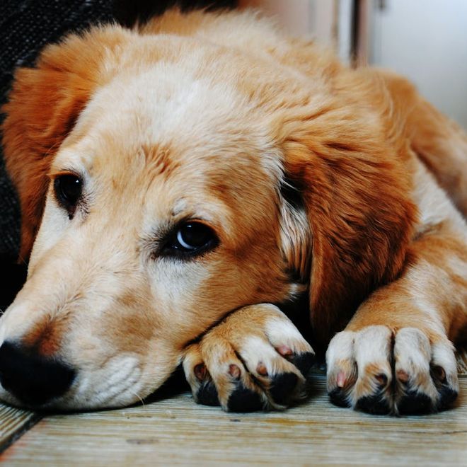 Amico fedele a quattro zampe in difficoltà? Scopri come affrontare la diarrea nel tuo cane