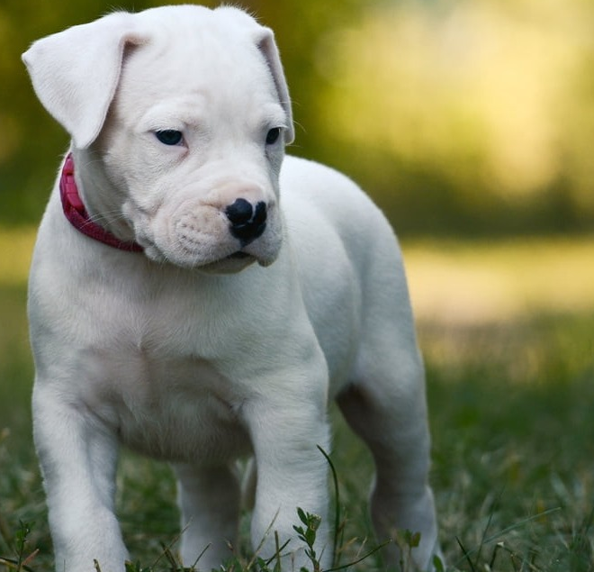Cucciolo di dogo argentino, una delle tre razze che sceglierei assieme a un cane salvato dal canile