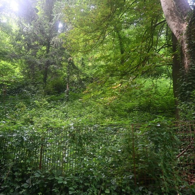 Giungla urbana nel Bosco dei Partigiani