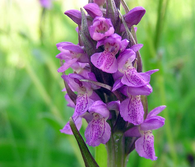 Orchis incarnata da ammirare a breve nell'Astigiano
