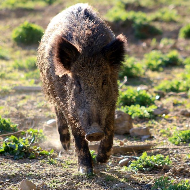 Regione Piemonte: 900mila euro per la caccia e proroga per il contenimento del cinghiale